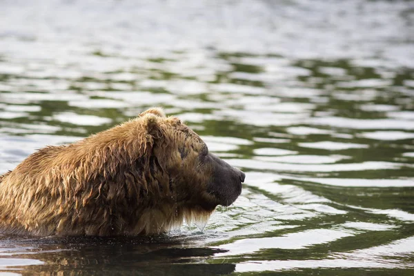 Medvěd hnědý ve vodě. Detailní portrét v profilu — Stock fotografie