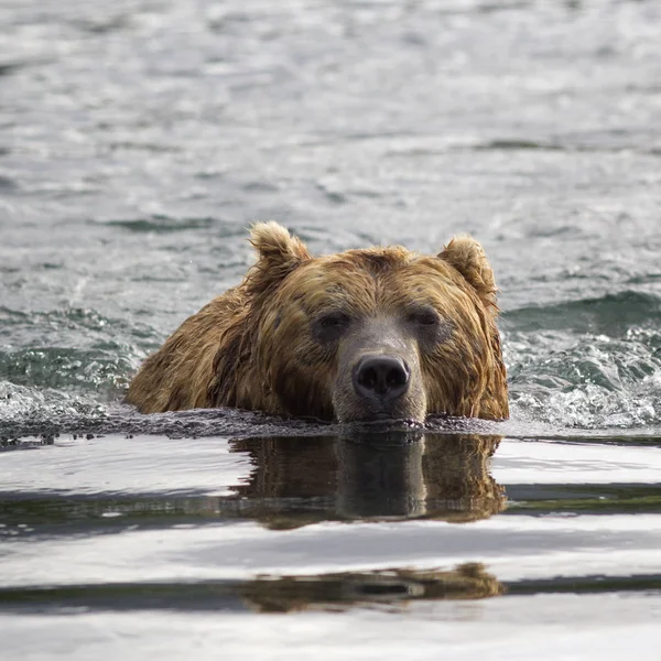 Бурый медведь в воде. Портрет крупного плана — стоковое фото