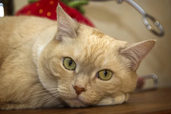 Portrait of a beige cat closeup — Stock Photo, Image