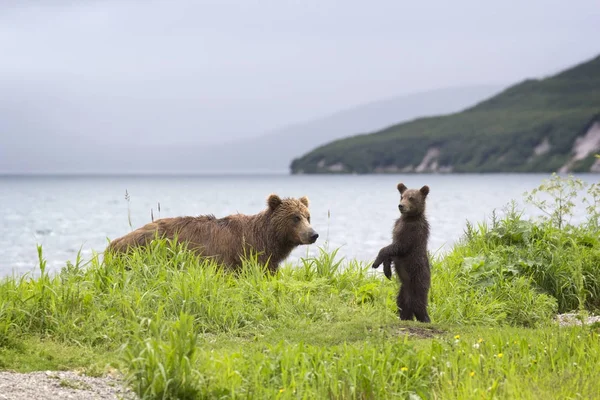 Medvěd a malý medvěd na jezeře — Stock fotografie
