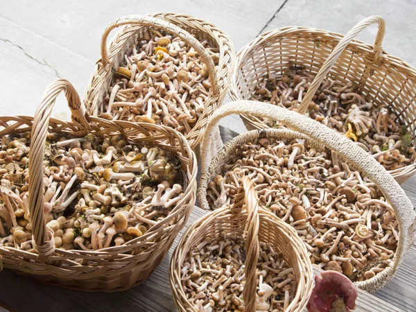 Mushrooms honey agaric in baskets — Stock Photo, Image