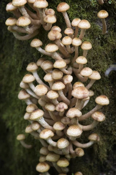 Setas Miel agárica (Armillaria mellea) creciendo en abedul — Foto de Stock