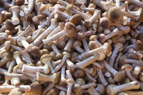 Mushrooms Honey agaric (Armillaria mellea) — Stock Photo, Image