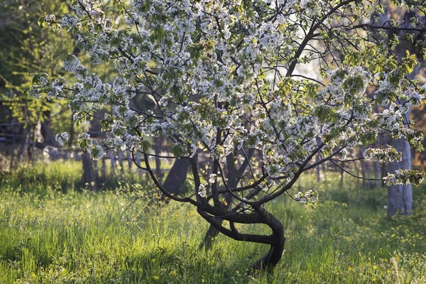 Manzano floreciente al sol — Foto de Stock