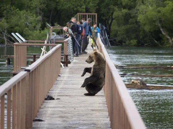 Kamčatka, Rusko-8. srpna-mladý medvěd vylezl na tentododu — Stock fotografie