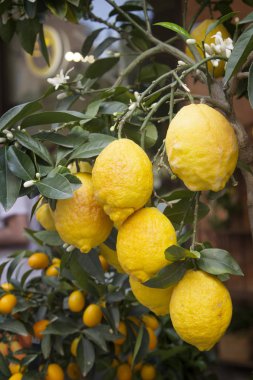 Olgun sarı limon dalı. Saksılı bitki