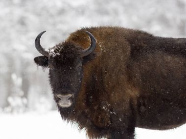 Ormanda bir bizon ayakta bir kar yağışı sırasında. Rusya, Kalug