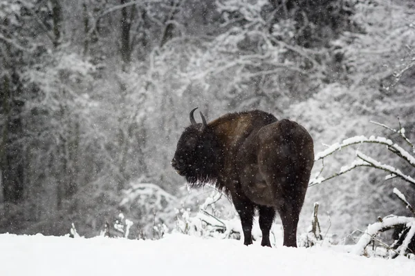 Satu bison berdiri di hutan saat salju turun. Rusia, Kalug — Stok Foto