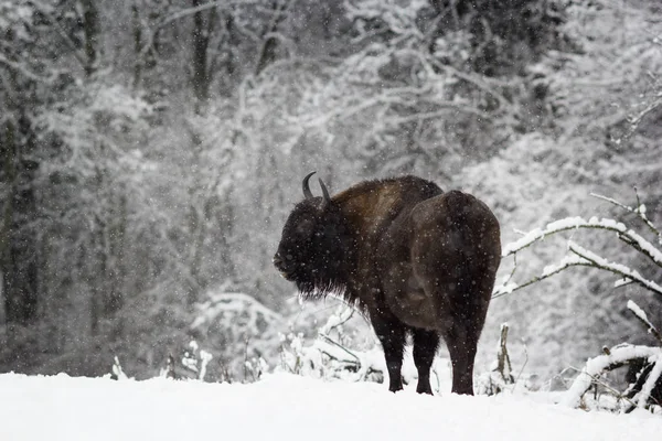 Een bison staande in het bos tijdens een sneeuwval. Rusland, Kalug — Stockfoto