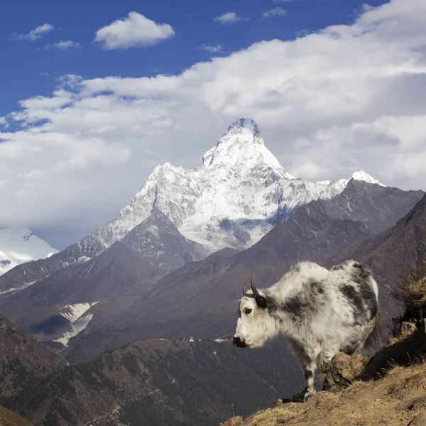 Nepal, de Himalaya, de Everest regio. Een shaggy Yak staat ag — Stockfoto