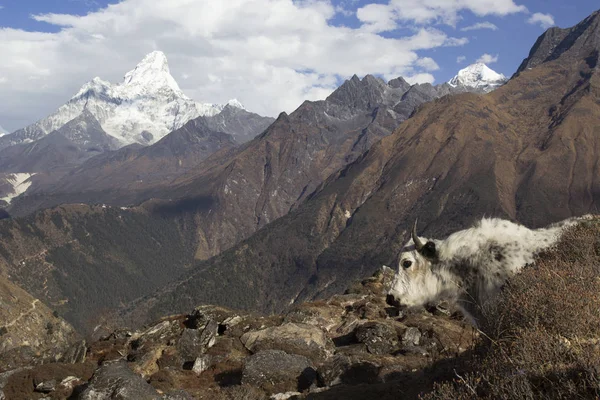 Nepal, der Himalaya, die ewigste Region. Ein zotteliger Yak steht da. — Stockfoto