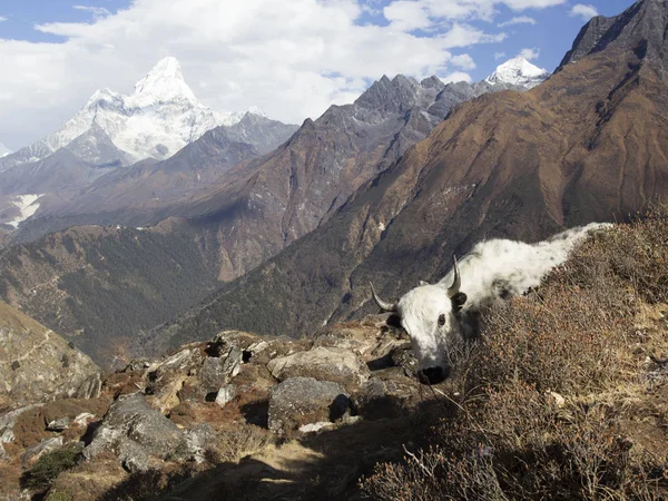 Nepal, Himalaya, regione dell'Everest. uno shaggy yak stand ag — Foto Stock