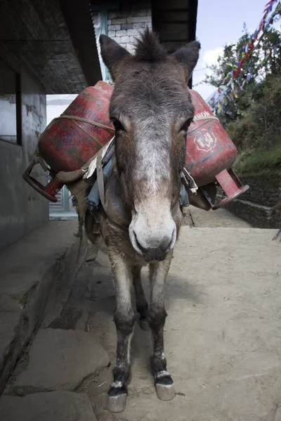 Een ezel geladen met gasflessen. Ezelkaravaan vervoer gaan — Stockfoto