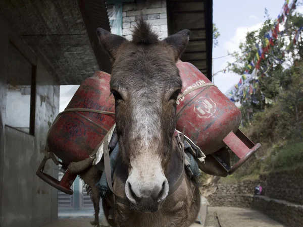 Un âne chargé de bouteilles de gaz. caravanes âne transport aller — Photo