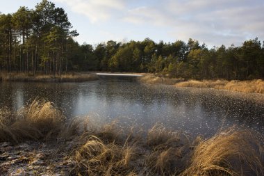 Mukri Raba bataklığında kış güneşli bir gün, Estonya