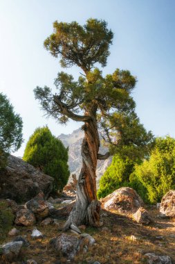 Dağlardaki uzun ağaç, Fann dağları, Tacikistan