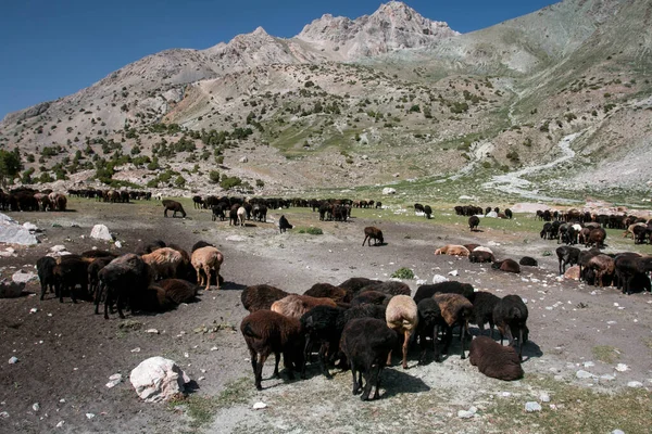 Dağlarda koyunlar, Fann dağları, Tacikistan