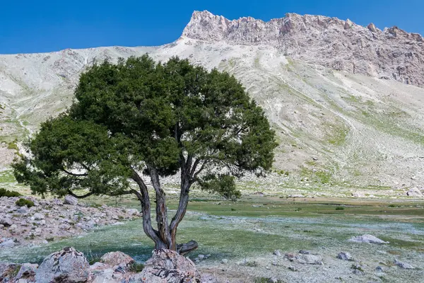 Dağların arkasındaki ağaç, Fann dağları, Tacikistan