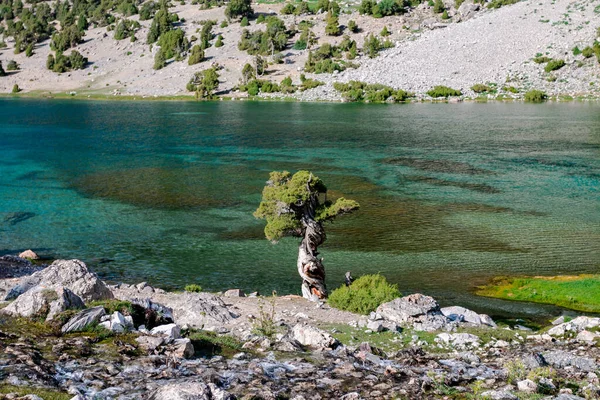 Gölün arka planındaki ağaç, Fann dağları, Tacikistan