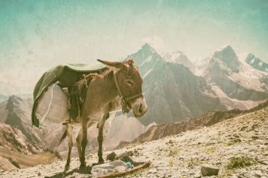 Dağın arka planında eşek, Fann dağları, Tacikistan