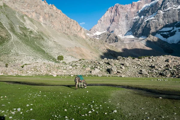 Eşek, Fann dağları, Tacikistan