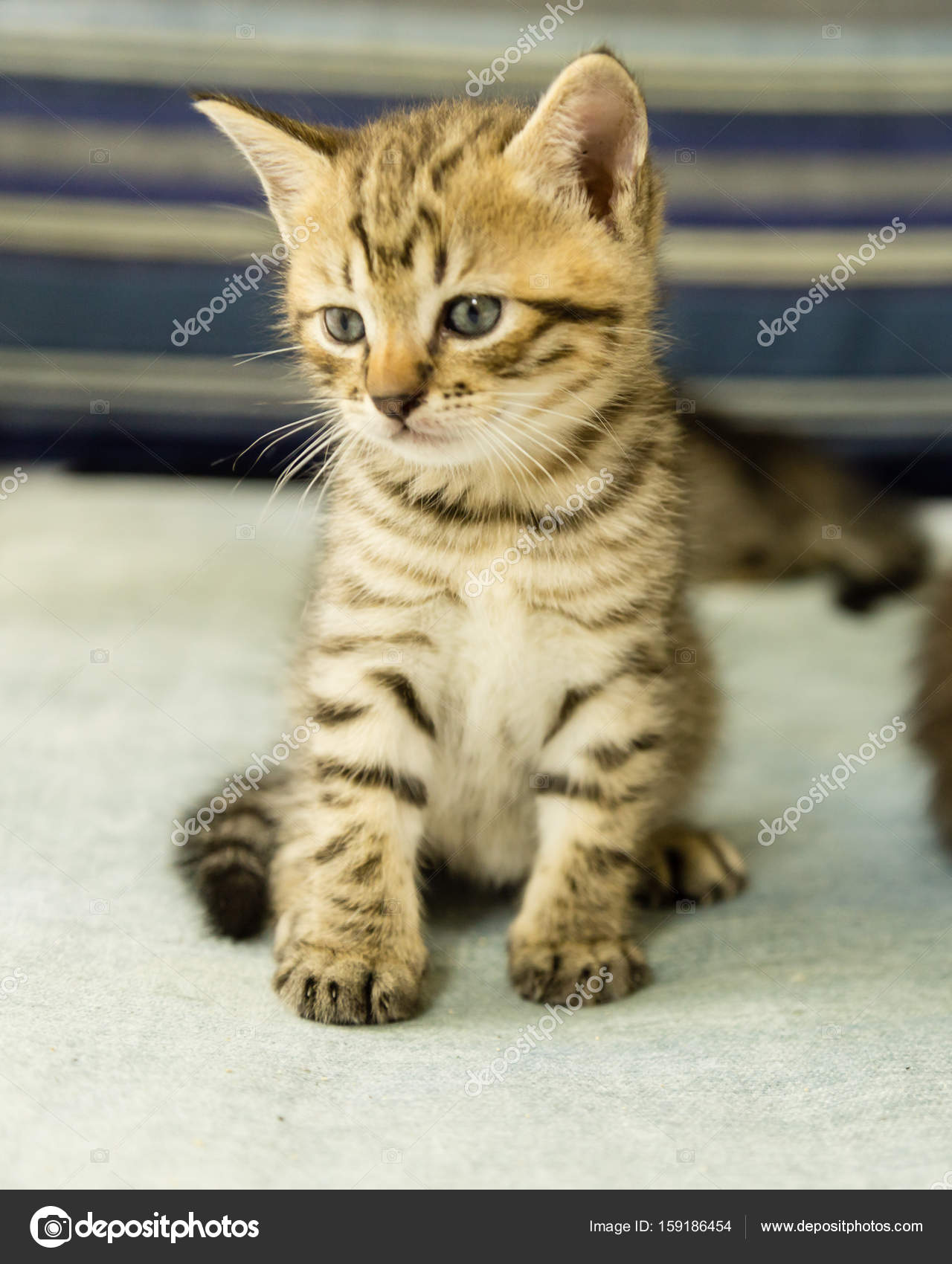 Shinkan onwetendheid Industrialiseren Kitten and tiger | Kitten with tiger stripes on blue couch — Stock Photo ©  imagesbykenny #159186454