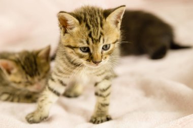 Pembe battaniye üzerinde yavru kedi kaplan çizgili 