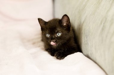 Kanepede siyah yavru kedi