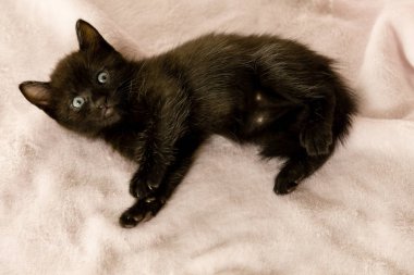 Kanepede siyah yavru kedi