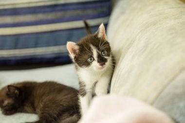 Siyah ve beyaz yavru kedi keşfetmek