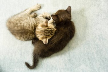 İki yavru kedi mavi kanepede uyuyor