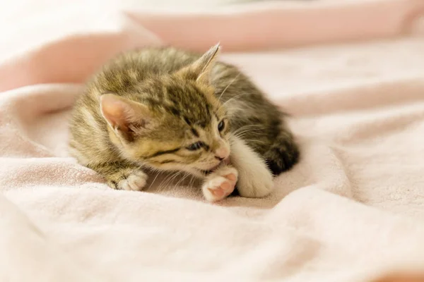 Тигровий смугастий кошеня на рожевій ковдрі — стокове фото