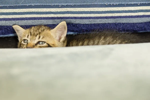 Kitten with tiger stripes on blue couch — Stock Photo, Image