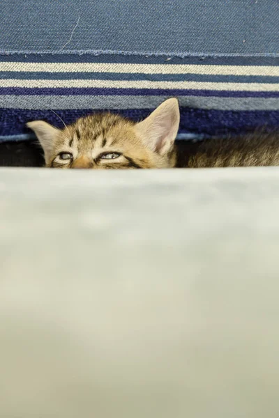 Kitten with tiger stripes on blue couch