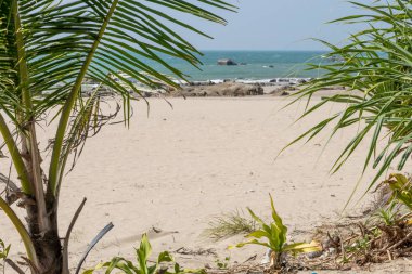 Egzotik tropik sahilde palmiye ağaçları