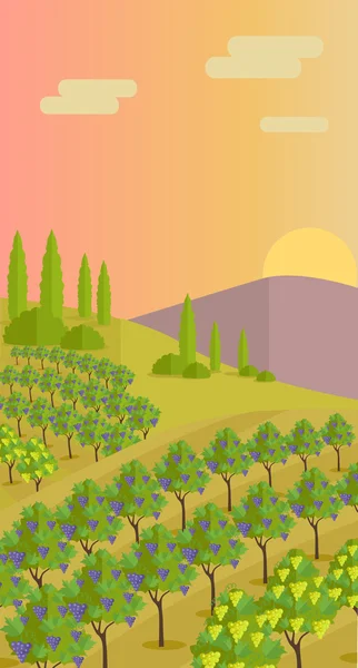 Rural Landscape with Vineyard — Stock Vector