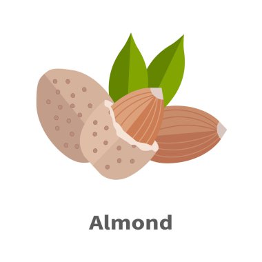 Badem fındık vektör çizim düz tasarım