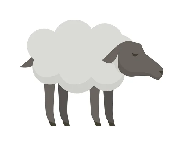 Ilustração do vetor do projeto liso da ovelha no branco . —  Vetores de Stock