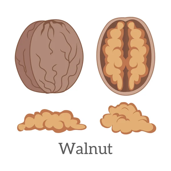 Illustratie van Walnut Kernels — Stockvector