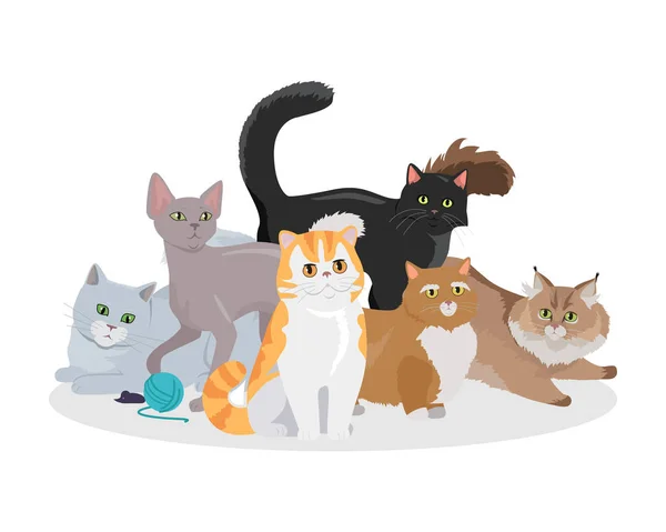 Γάτες φυλές επίπεδη διάνυσμα Web Banner — Διανυσματικό Αρχείο