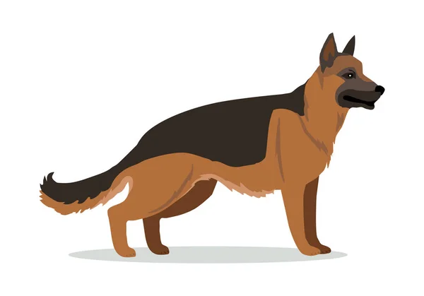 독일 셰퍼드 또는 고립 된 알자스 인 늑대 개. — 스톡 벡터
