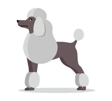 Fino köpeği beyaz zemin üzerine standı