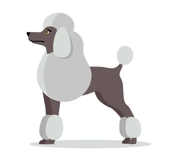 Poodle in Stand on White Background — Stock Vector