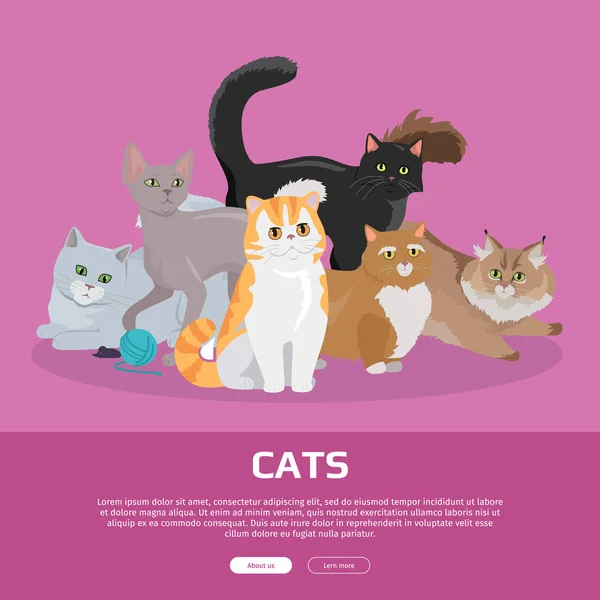 Katten rassen platte Vector webbanner — Stockvector