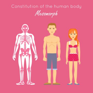 İnsan vücudu Anayasası. Mesomorph. Vektör