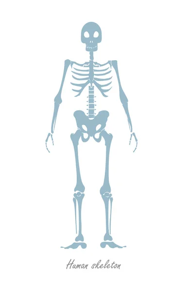 Esqueleto humano aislado en blanco. Cuerpo humano — Vector de stock
