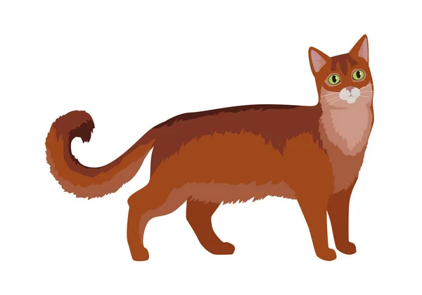 Somali Cat Vector Diseño plano Ilustración — Vector de stock