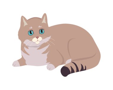 Avrupa stenografi kedi düz vektör çizim