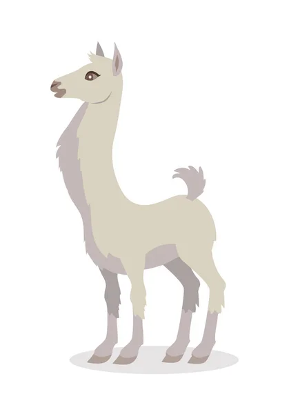 Llama Isolado em Branco. Camelid sul-americano — Vetor de Stock