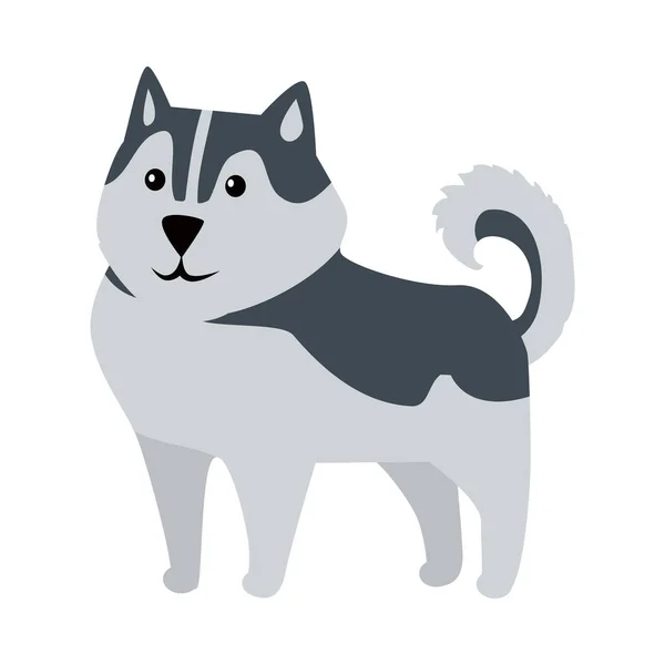 Siberiano Husky tamaño mediano perro raza aislado — Vector de stock